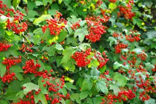 Калина в изгороди будет смотреться неповторимо нарядно