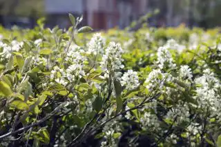 Ирга очень красиво цветет