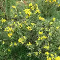 Ракитник волосистый (Cytisus hirsutus)