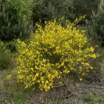 Ракитник венечный (Cytisus scoparius)