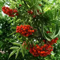 Рябина «Додонг»