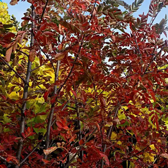 Осенняя окраска рябины сладкоплодной