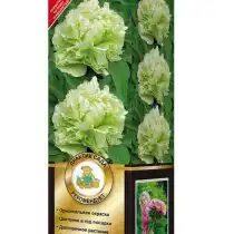 Пион «Зеленые бобы»