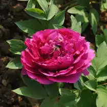 Пион «Небесный полет»