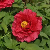 Пион «Нью сан мун»