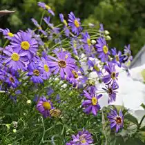 Брахикома «Голубая малышка»