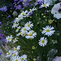 Брахикома «Белая»