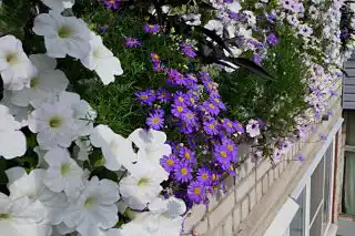 Балконная композиция с брахикомой