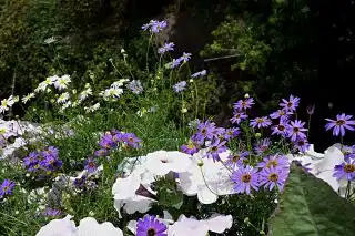 Брахикома очень легкая и воздушная