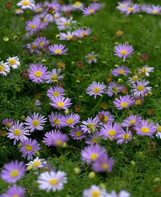 Брахикома иберисолистная (Brachyscome iberidifolia)
