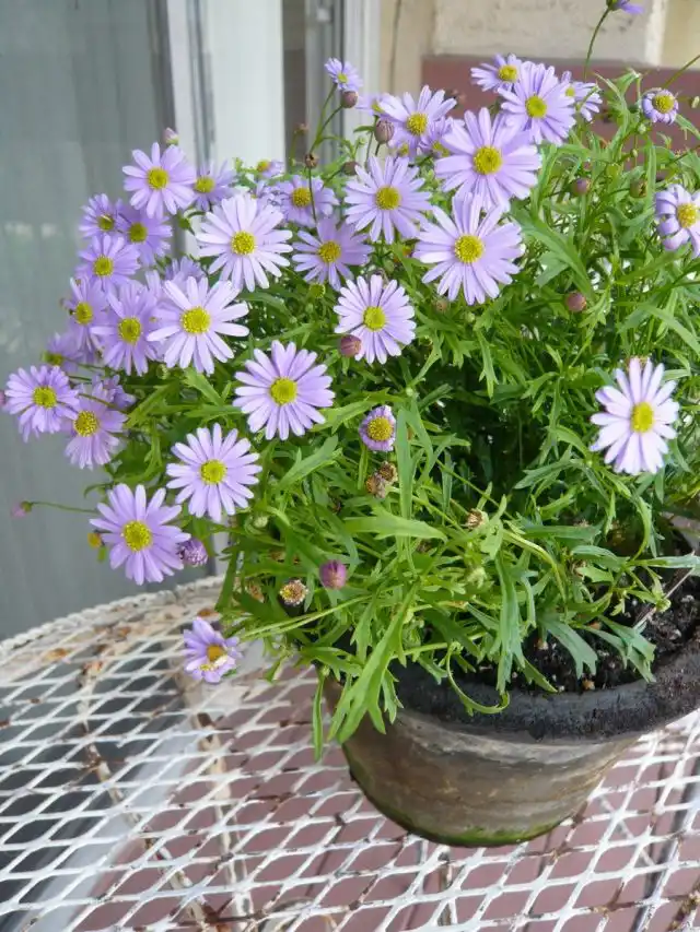 Если выращивать брахикому в контейнере, то лучше еженедельно подкармливать ее удобрением