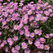 Брахикома «Стравберри Пинк»