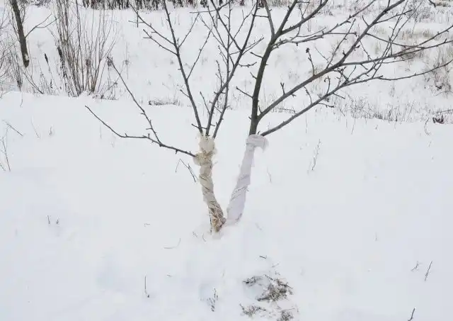 Наиболее эффективным средством отпугивания мышей или зайцев является обертывание ствола