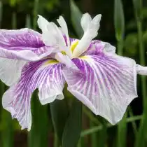 Ирис «Когеша» (Kogesha)