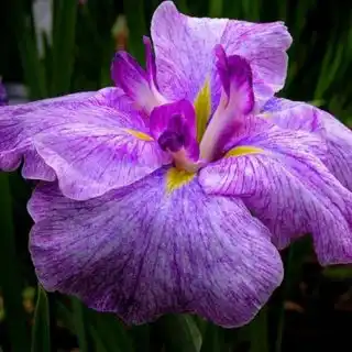 Ирис «Дайнагон» (Dainagon)