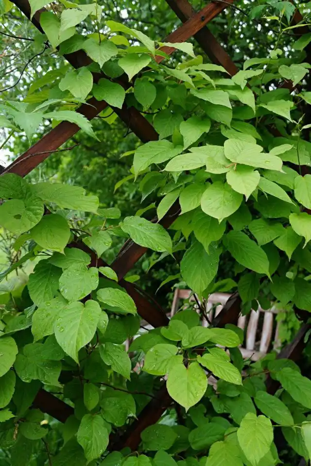 Актинидия коломикта (Actinidia kolomikta)