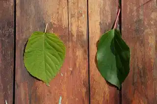 Слева лист актинидии коломикта, справа — актинидии аргута