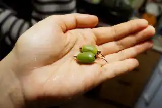 Плоды актинидии коломикта