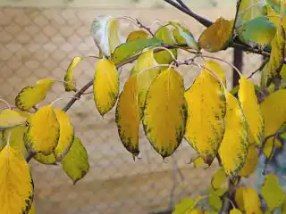 Осенняя окраска актинидии аргута