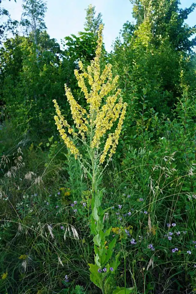 Коровяк метельчатый (Verbascum lychnitis)