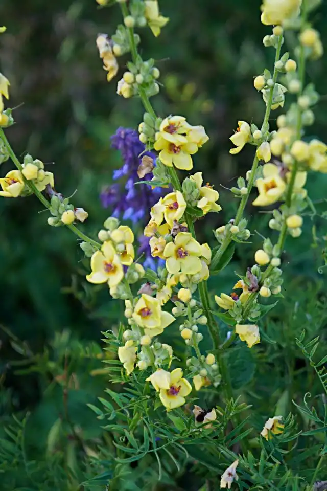 Коровяк Маршала, или Восточный (Verbascum marschallianum)