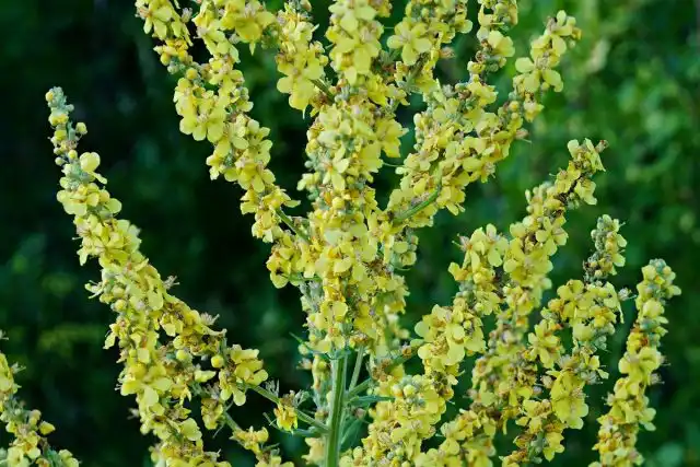 Коровяк олимпийский (Verbascum Olympicum)