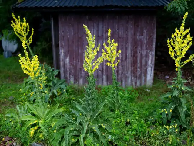 Коровяк обыкновенный (Verbascum thapsus)