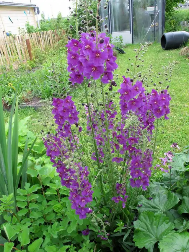 Коровяк фиолетовый (Verbascum phoeniceum)