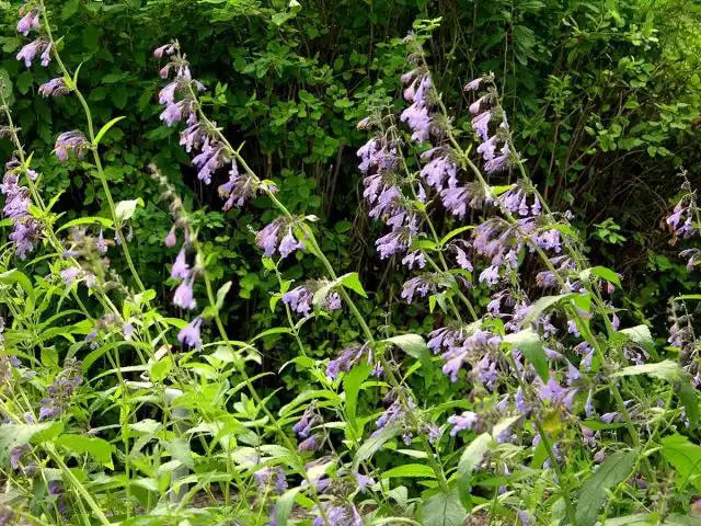 Змееголовник, или Дракоцефалум (Dracocephalum)