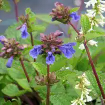 Змееголовник крупноцветковый, или алтайский (Dracocephalum grandiflorum)