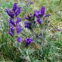 Змееголовник австрийский (Dracocephalum austriacum)