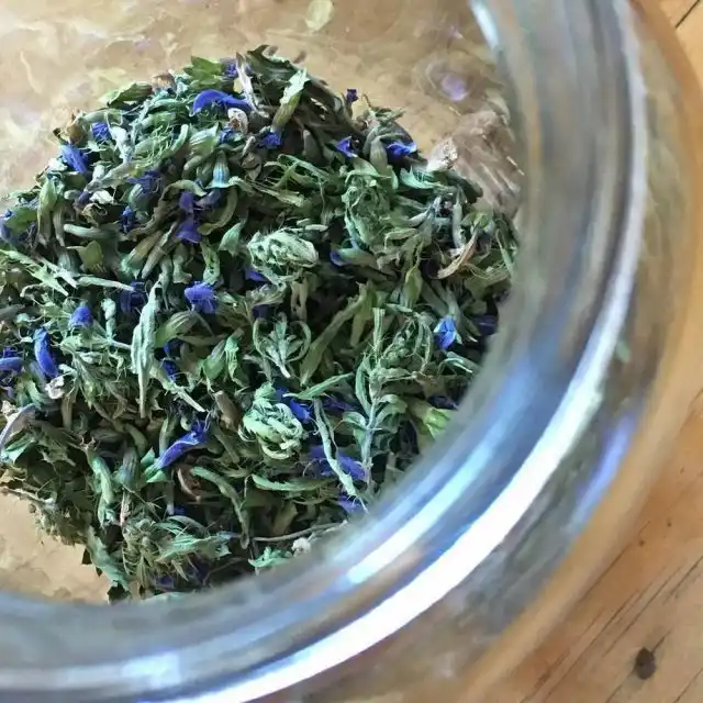 Для использования в лечебных целях змееголовника собирают его цветки и листья