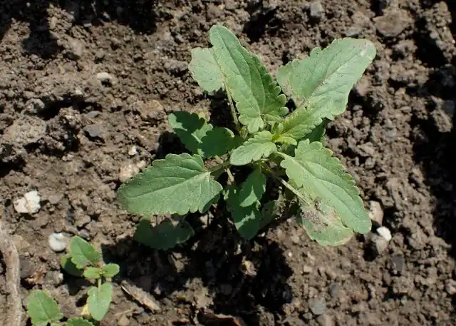 Змееголовник можно размножать семенами