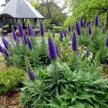 Синяк (Echium) - мощное декоративное растение, цветущее больше двух месяцев колосками синих цветов