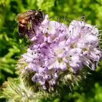 Фацелия (Phacelia) нравится и нам, и пчёлам