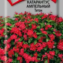 Катарантус ампельный Титан