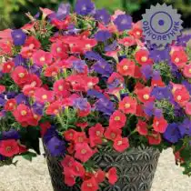 Петуния ампельная F1 Шок Вейв Роял Микс