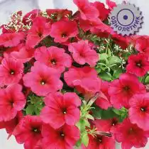 Петуния ампельная F1 Изи Вейв Берри Велюр