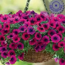 Петуния ампельная F1 Изи Вейв Бургунди Велюр