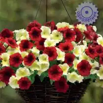 Петуния ампельная F1 Изи Вейв Империал