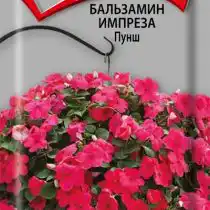 Бальзамин Импреза Пунш