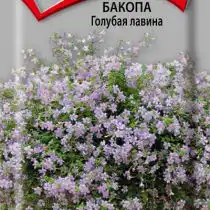 Бакопа Голубая лавина