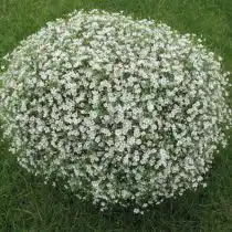 Гипсофила стенная (Gypsophila muralis), вариация «Гипси» (Gipsy)