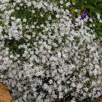 Гипсофила ползучая (Gypsophila repens)