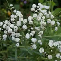 Гипсофила (Gypsophila), сорт «Фестивал Уайт» (Festival White)
