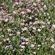 Гипсофила (Gypsophila), сорт «Фестивал Пинк Лейди» (Festival Pink Lady)