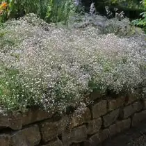 Гипсофила (Gypsophila), сорт «Розеншлейер» (Rosenschleier)