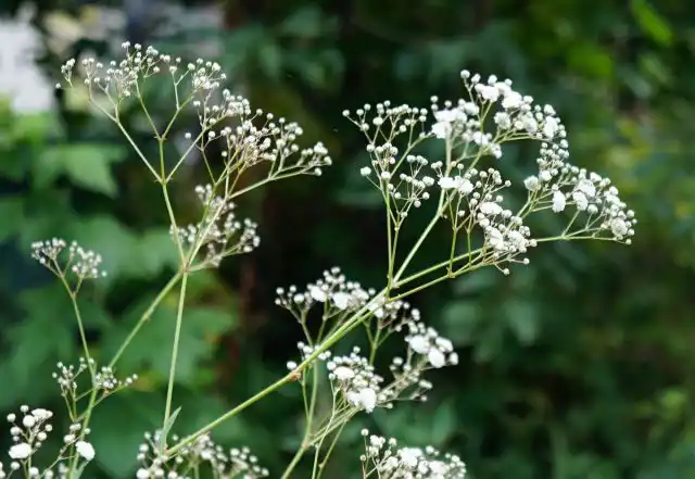 Гипсофила (Gypsophila) — очень воздушное и структурное растение