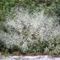 Гипсофила метельчатая (Gypsophila paniculata)