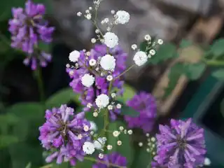 Гипсофила и чистец